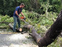 How Our Tree Care Process Works  in  Hickory Creek, TX