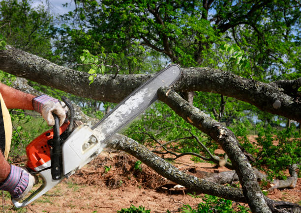 Best Storm Damage Tree Cleanup  in Hickory Creek, TX